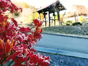 長徳寺の自然(2020年11月12日(木) 17時58分03秒投稿)