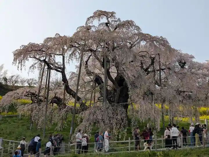 瀧桜神明宮(福島県)