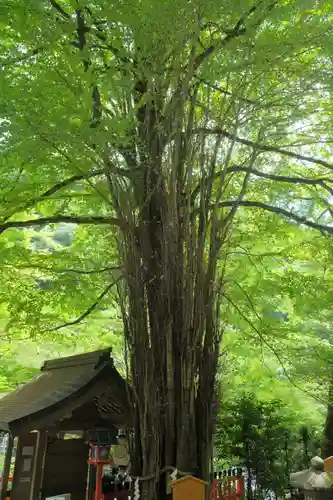 貴船神社の自然