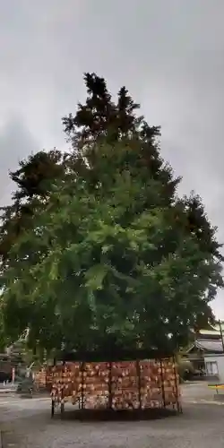 今戸神社(東京都)