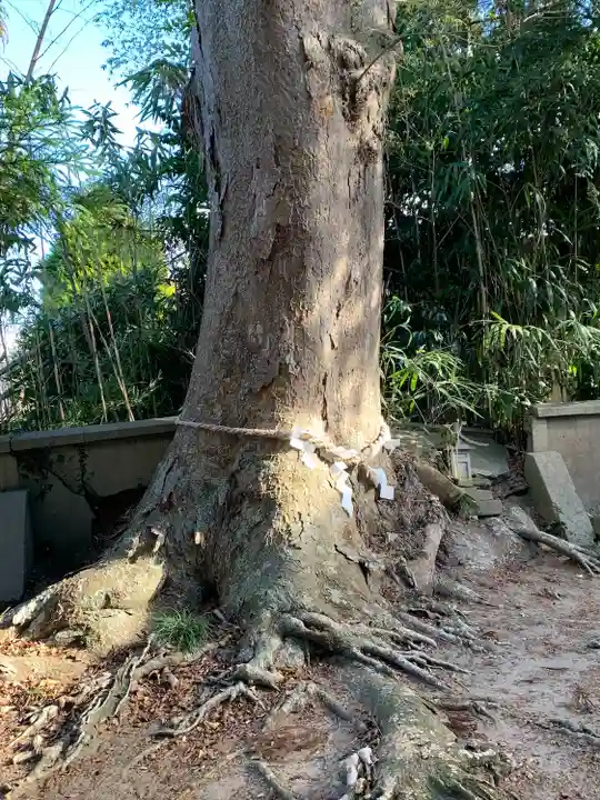 八剱神社の自然