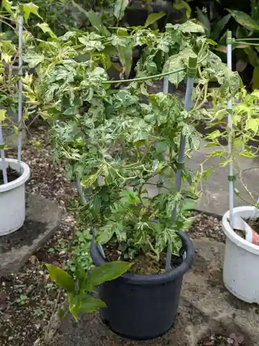 谷中 妙福寺(東京都)