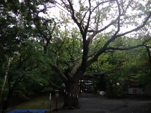 相馬神社の自然