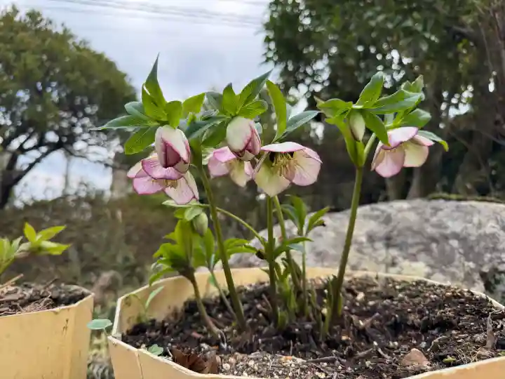 豊景神社の{uncategorized: "未分類", other: "その他", undefined: "問題あり", building: "その他建物", grave: "お墓", sacred_gate: "鳥居", guardian: "狛犬", statue: "像", buddha: "仏像", history: "歴史", nature: "自然", garden: "庭園", animal: "動物", pagoda: "塔", temizu: "手水舎", mountain_gate: "山門・神門", sanctuary: "本殿・本堂", subordinate: "末社・摂社", art: "芸術", scenery: "景色", jizo: "地蔵", ema: "絵馬", goshuin: "御朱印", omikuji: "おみくじ", items: "授与品その他", amulet: "お守り", goshuincho: "御朱印帳", eats: "食事", festival: "お祭り", votive_dance: "神楽", shichigosan: "七五三参", wedding: "結婚式", experience: "体験その他", initially: "初詣", around: "周辺", anti_infection: "感染症対策"}