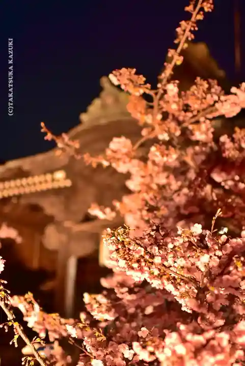 桜神宮(東京都)