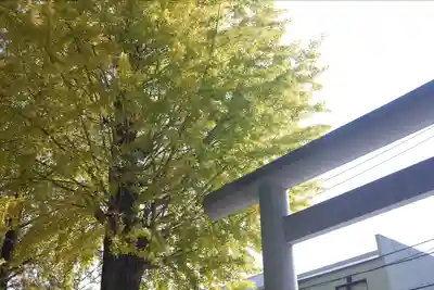 阿佐ヶ谷神明宮(東京都)