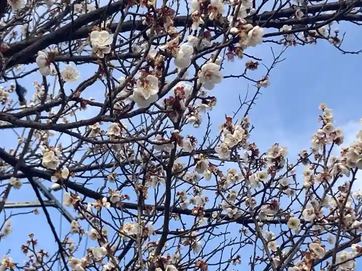 時宗総本山 遊行寺(正式:清浄光寺)の{uncategorized: "未分類", other: "その他", undefined: "問題あり", building: "その他建物", grave: "お墓", sacred_gate: "鳥居", guardian: "狛犬", statue: "像", buddha: "仏像", history: "歴史", nature: "自然", garden: "庭園", animal: "動物", pagoda: "塔", temizu: "手水舎", mountain_gate: "山門・神門", sanctuary: "本殿・本堂", subordinate: "末社・摂社", art: "芸術", scenery: "景色", jizo: "地蔵", ema: "絵馬", goshuin: "御朱印", omikuji: "おみくじ", items: "授与品その他", amulet: "お守り", goshuincho: "御朱印帳", eats: "食事", festival: "お祭り", votive_dance: "神楽", shichigosan: "七五三参", wedding: "結婚式", experience: "体験その他", initially: "初詣", around: "周辺", anti_infection: "感染症対策"}
