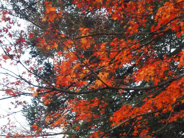 高照神社の自然