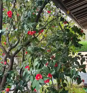 出雲大社倉敷教会(岡山県)(2025年04月01日(火) 16時25分23秒投稿)