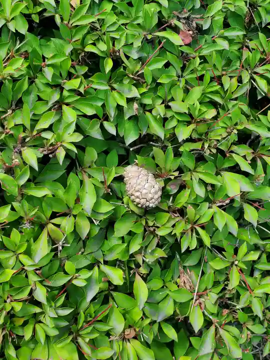 丸山弁財天神社の自然