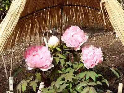 鶴岡八幡宮(神奈川県)