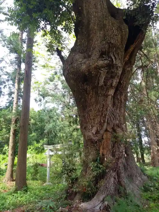 八幡神社の自然