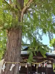 賀羅加波神社の自然