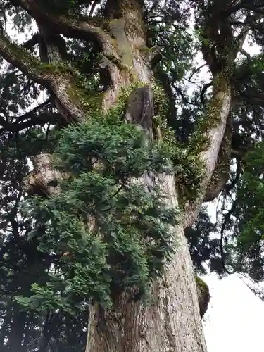 霧島神宮(鹿児島県)