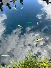 淺間神社（忍野八海）の庭園