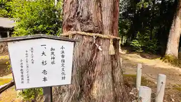 加茂神社(福井県)