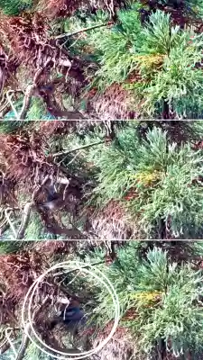 有川大神宮(北海道)