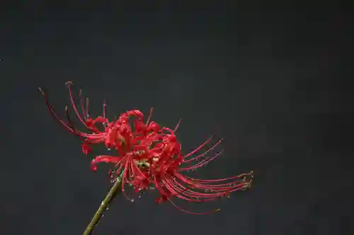 国宝 大法寺の自然