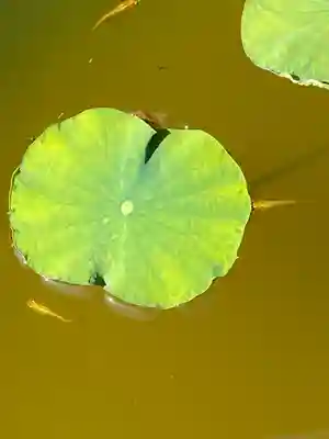 妙蓮寺(神奈川県)
