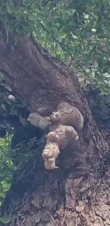 上小岩天祖神社の自然