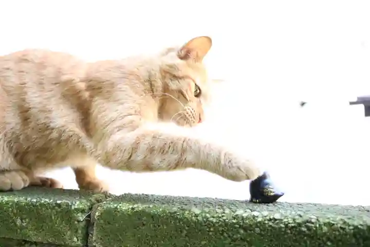 くまくま神社(導きの社 熊野町熊野神社)の動物
