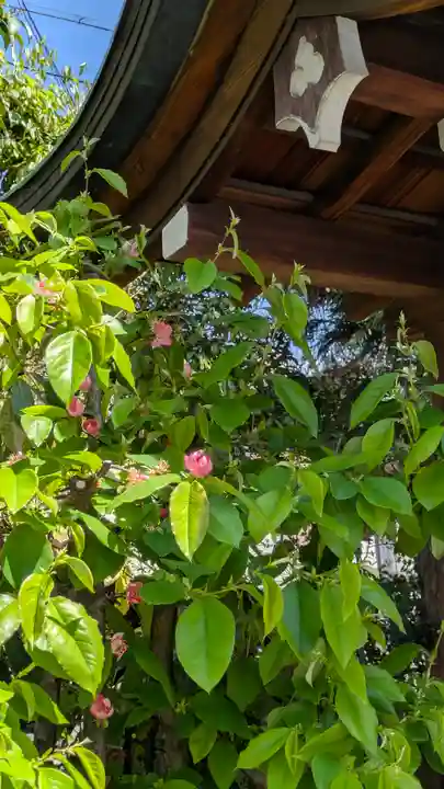 元祇園梛神社・隼神社(京都府)