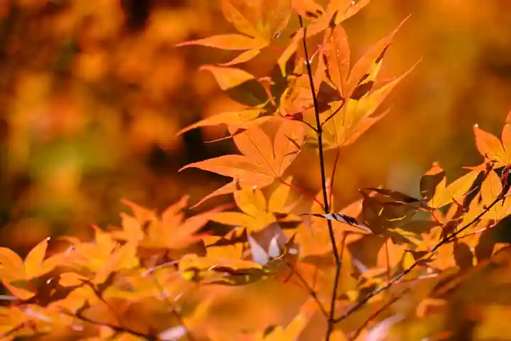 壇上伽藍の自然