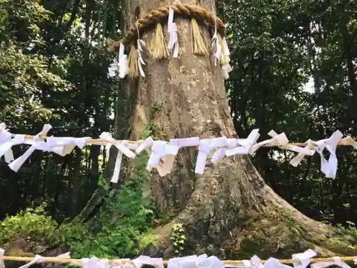 宇治上神社の自然