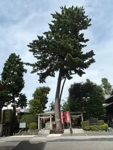 中野沼袋氷川神社(東京都)