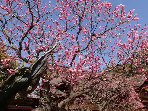 太宰府天満宮の自然