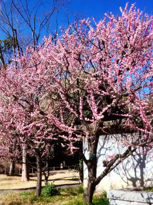 妙法寺(東京都)