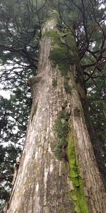 山住神社の自然