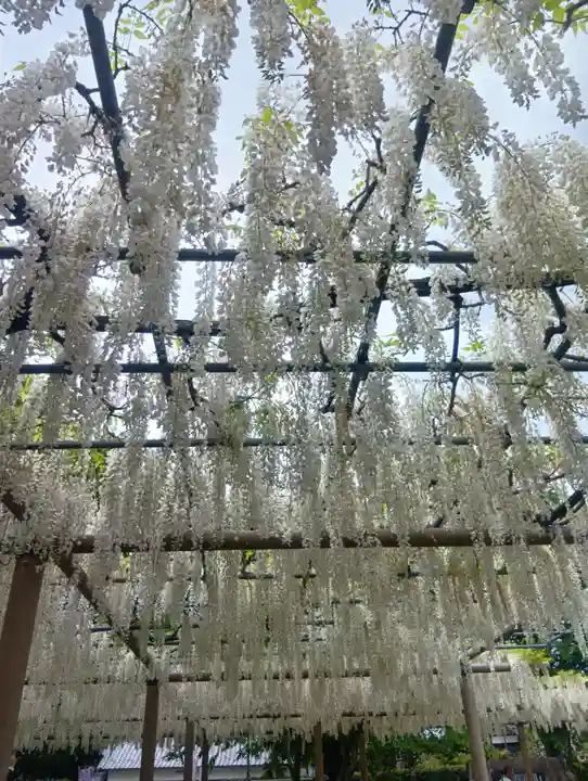 曼陀羅寺(愛知県)