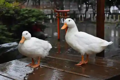 平塚八幡宮の動物