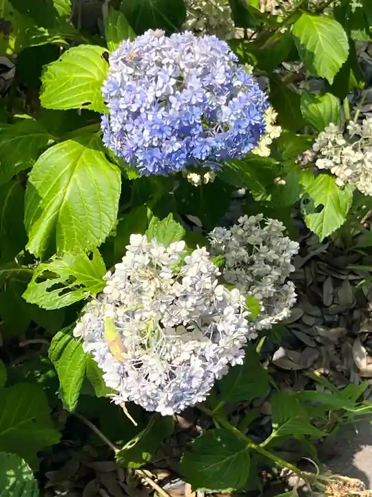 朝日氷川神社(埼玉県)