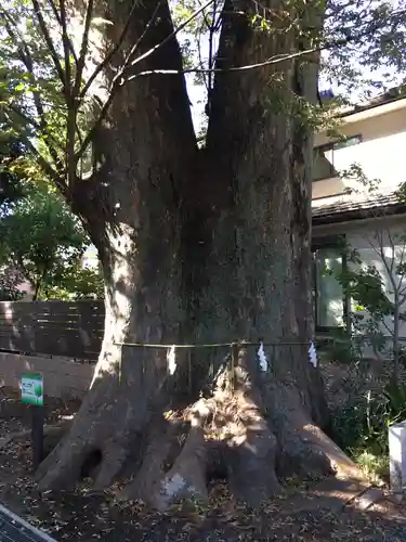 所澤神明社の自然