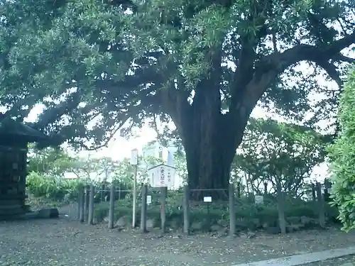 安養院　(田代寺）の自然