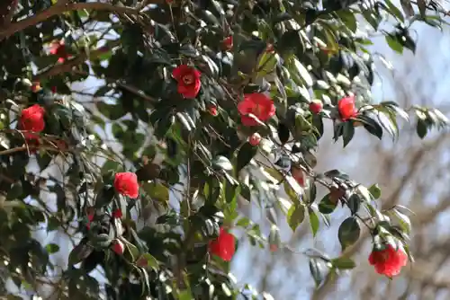 八幡神社の自然