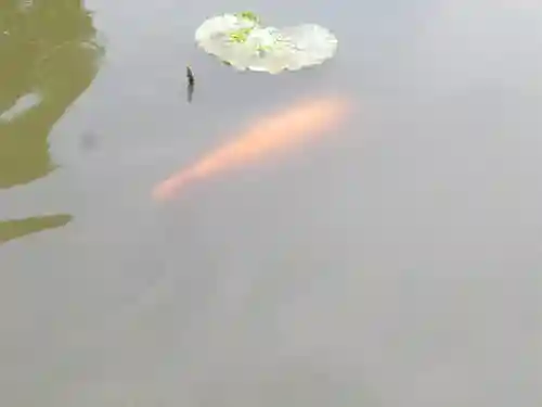 鶴岡八幡宮の動物