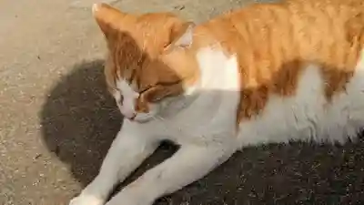 乗願寺(京都府)