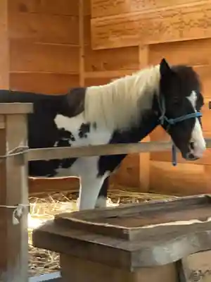平塚八幡宮(神奈川県)