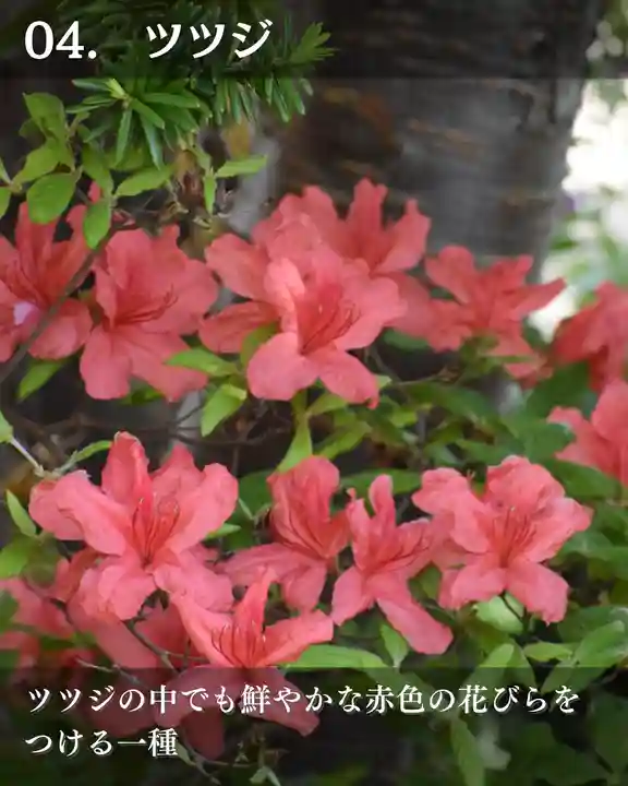 宝光寺(北海道)