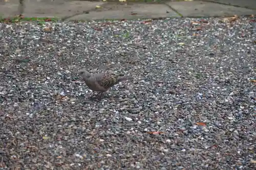 阿邪訶根神社の自然