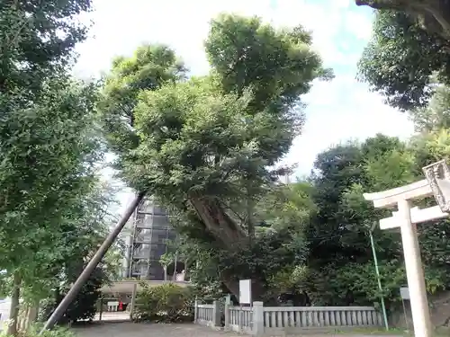 青渭神社の自然