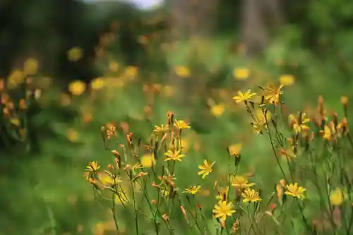 鹿島大神宮の自然