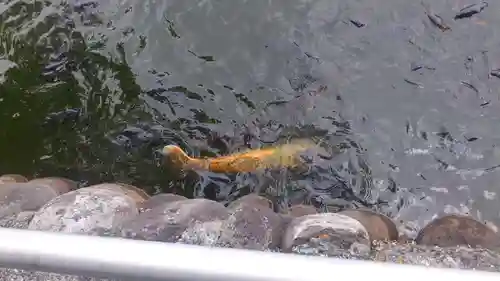 大瀬神社の動物