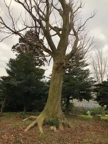 速星神社の自然
