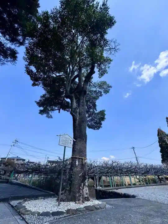 西寒多神社(大分県)