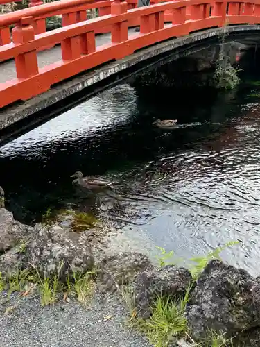 富士山本宮浅間大社(静岡県)