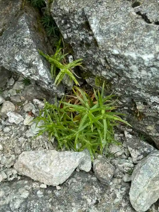 雄山神社峰本社の自然